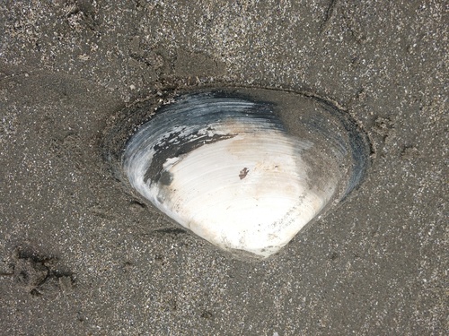 Spisula solidissima