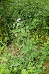 Hesperis matronalis nivea