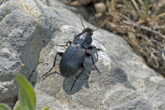 Poecilus lepidus