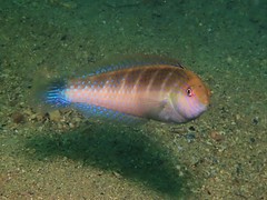 Blue-Throated Rainbow Wrasse photo 2