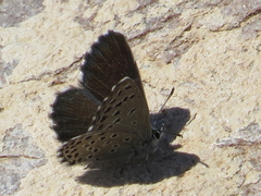 Pseudophilotes panoptes