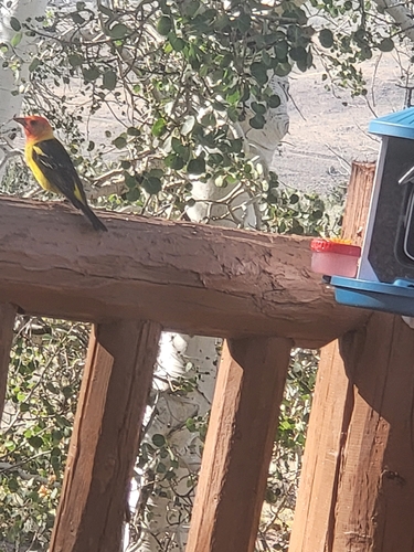 Western Tanager