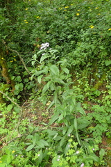 Hesperis matronalis nivea
