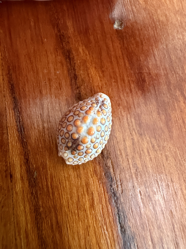 Jenneria pustulata observed 2026-08-27