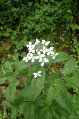Hesperis matronalis nivea