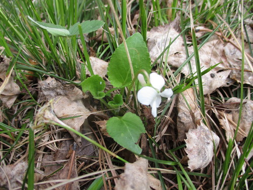 Alexandrov's violet (Viola alexandrowiana)