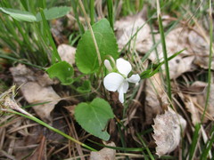 Viola alexandrowiana