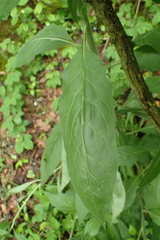 Hesperis matronalis nivea