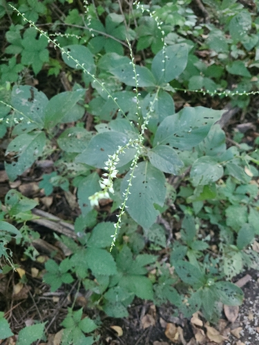 American jumpseed