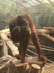 Pongo