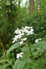 Hesperis matronalis nivea