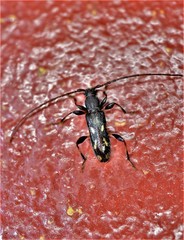 Ectosticta cleroides