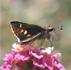 Lon melane vitellina