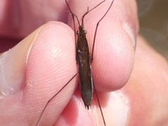 Limnoporus