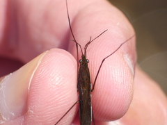 Limnoporus