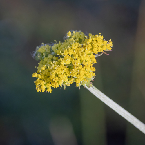 Cymopterus lemmonii, photograph 1