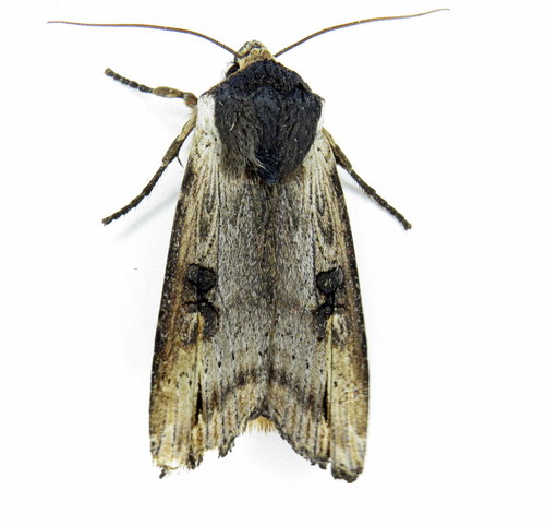 Xylena cineritia