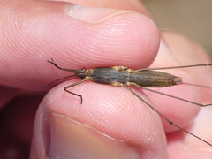 Limnoporus