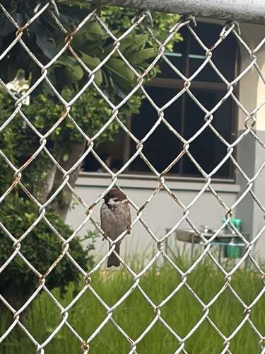 Eurasian Tree Sparrow
