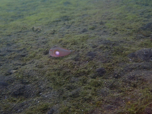 Iniistius melanopus observed 2026-08-20