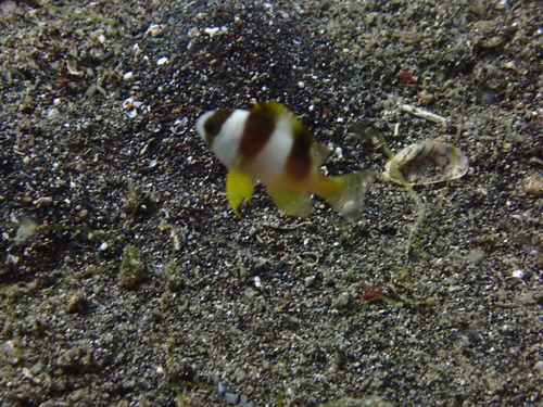 Amblypomacentrus breviceps observed 2026-08-20
