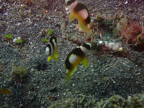 Amblypomacentrus breviceps observed 2026-08-20