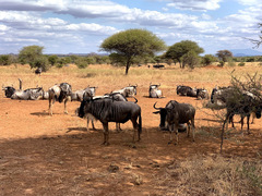 Connochaetes taurinus albojubatus