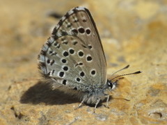 Pseudophilotes panoptes