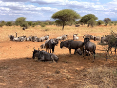 Connochaetes taurinus albojubatus