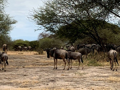 Connochaetes taurinus albojubatus