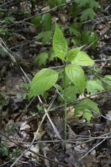 Collinsonia canadensis