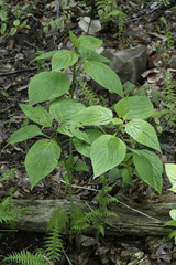 Collinsonia canadensis