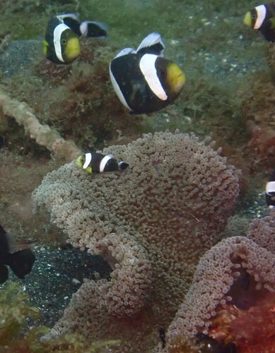 Amphiprion polymnus observed 2026-08-20