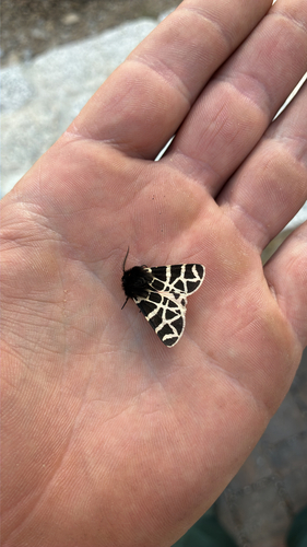 iNaturalist observation photo of Nevada Tiger Moth