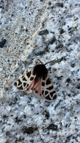iNaturalist observation photo of Nevada Tiger Moth