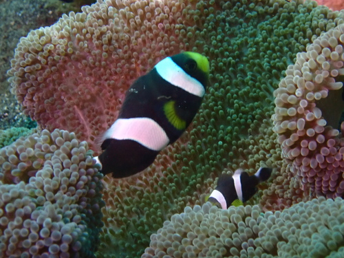 Amphiprion polymnus observed 2026-08-20