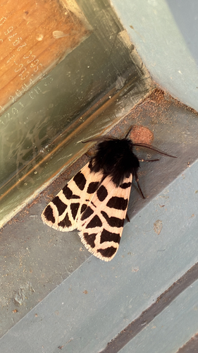 iNaturalist observation photo of Nevada Tiger Moth