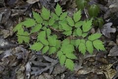 Actaea pachypoda