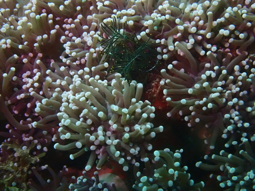 Euphyllia glabrescens observed 2026-08-20