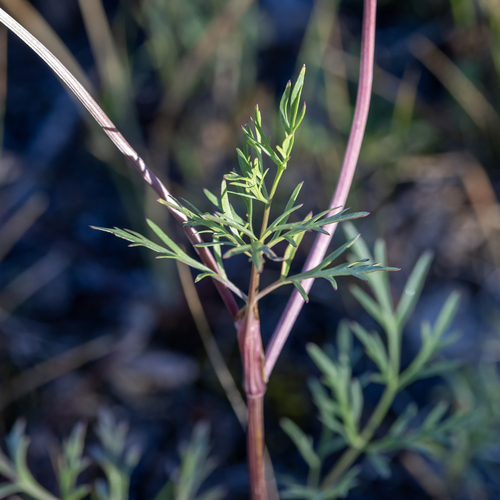 Cymopterus lemmonii