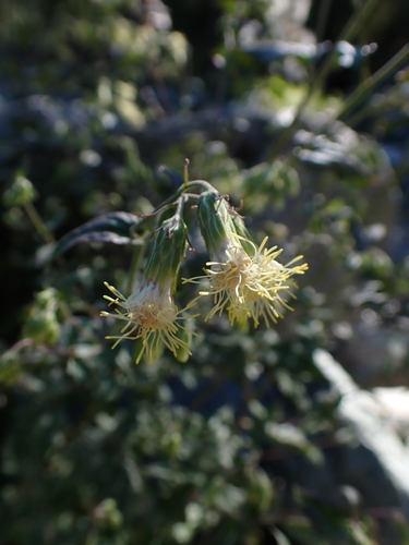 Brickellia grandiflora, photograph 5