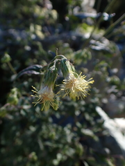 Brickellia grandiflora, photograph author not stated, no rights reserved