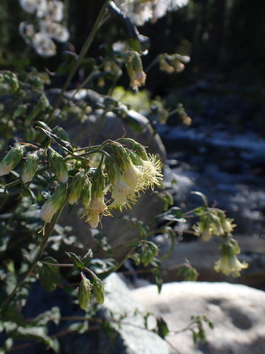 Brickellia grandiflora, photograph 4