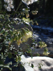 Brickellia grandiflora, photograph author not stated, no rights reserved