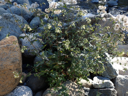 Brickellia grandiflora, photograph 6
