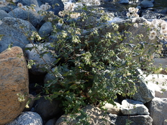 Brickellia grandiflora, photograph author not stated, no rights reserved
