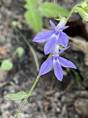 Two violet-blue Downy Lobelia flowers on a slender woodland stem