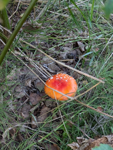 Fly Agaric