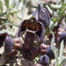 Aristolochia maurorum - Photo (c) bsener, algunos derechos reservados (CC BY-NC)