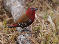 Hypargos niveoguttatus